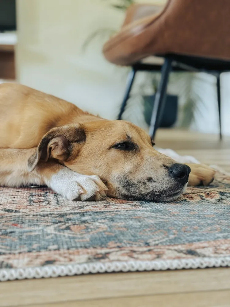 Building Trust with Your Rescue Dog Through Effective Training Methods