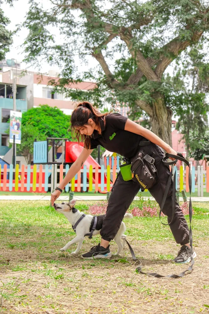 Comparing Costs and Benefits of Hiring a Trainer vs. DIY Dog Training