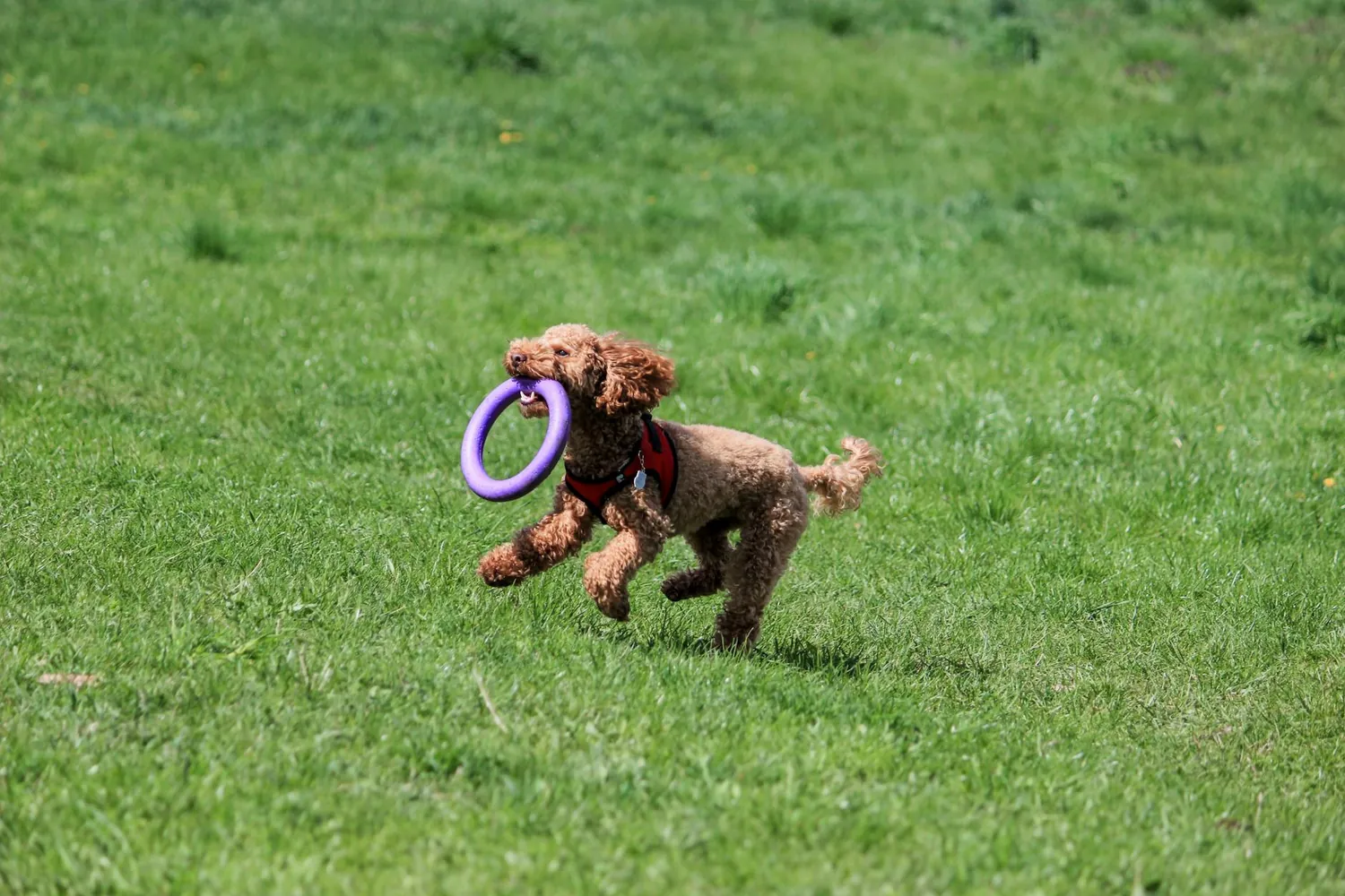 Crafting a Fun Routine: Best Toys for Energetic Dog Breeds