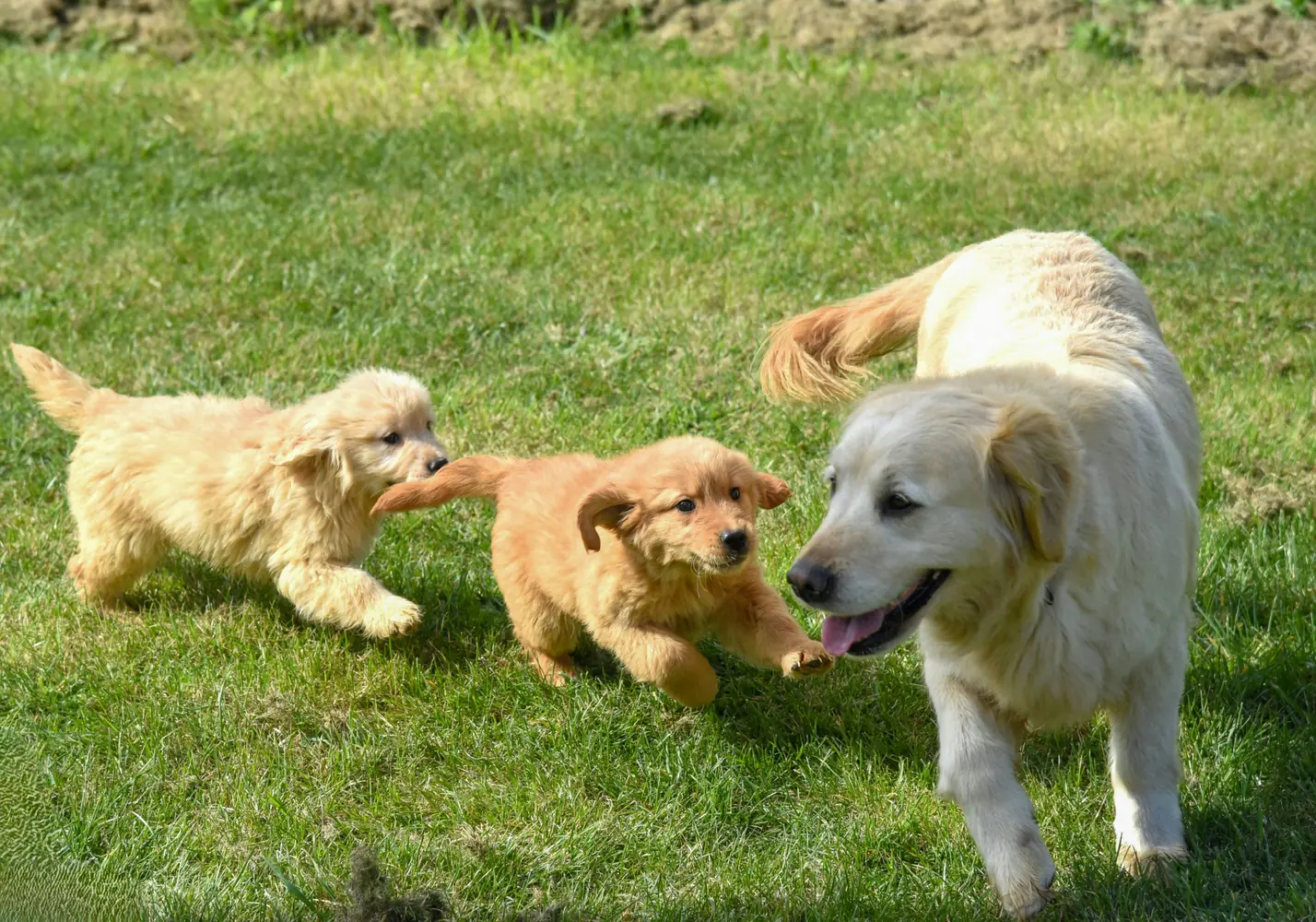 How to Ensure Your Rescue Puppy is Friendly and Well-Adjusted