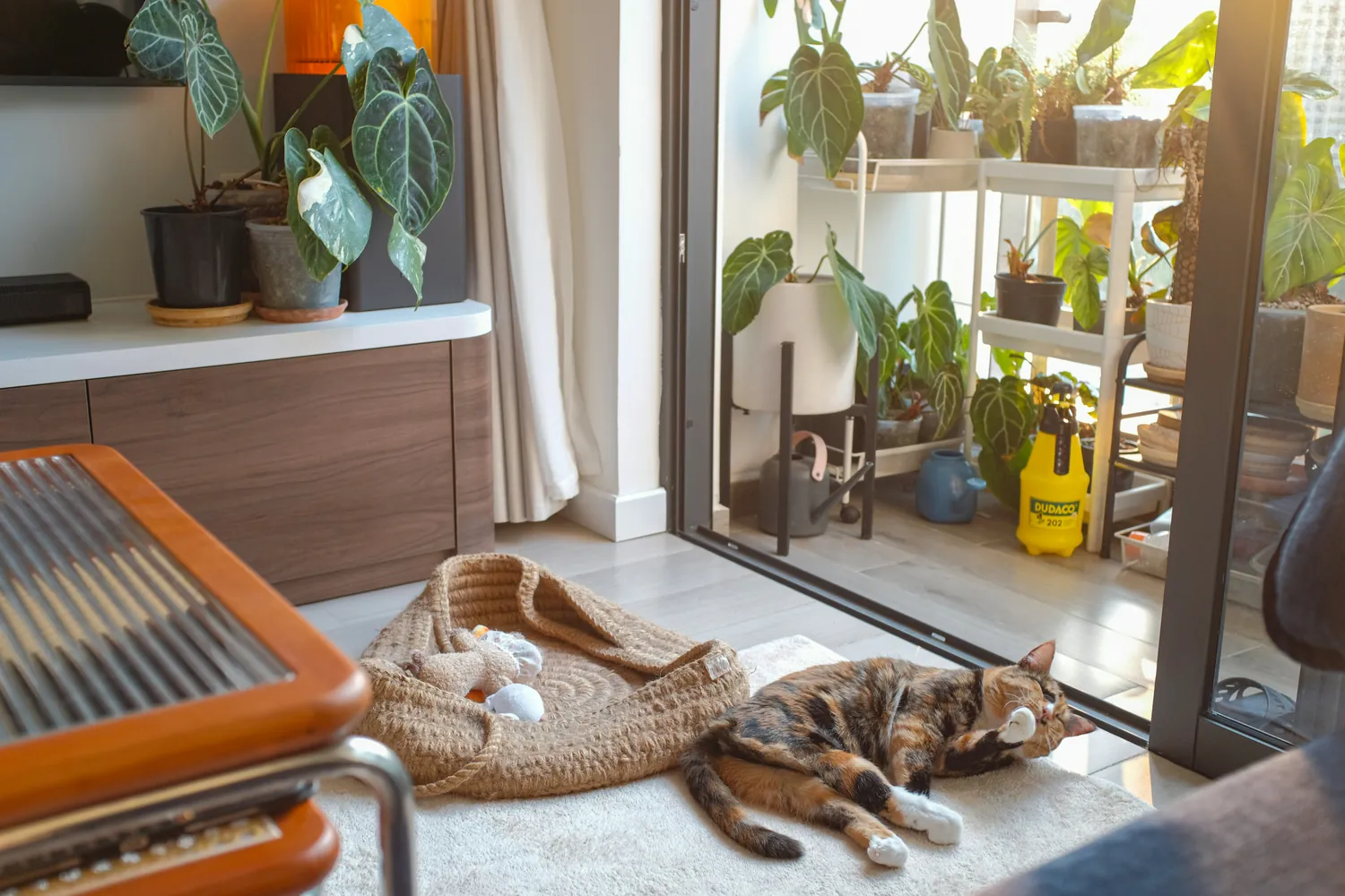 Innovative Home Adjustments for Enhancing Your Cats’ Lives