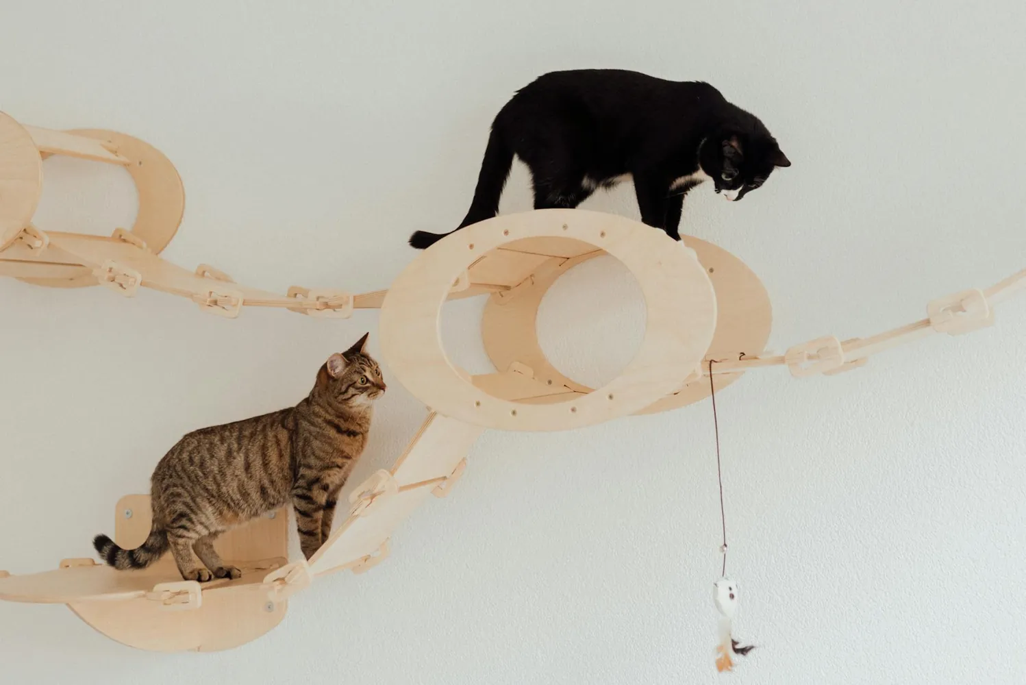 Interactive Play Techniques That Promote Healthier Indoor Cats