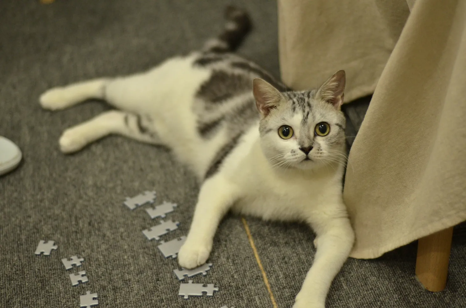The Importance of Interactive Play in Understanding Cats' Needs