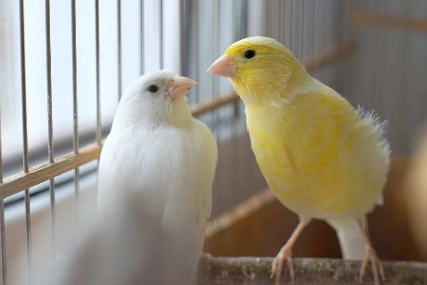 Understanding the Unique Temperaments of Various Pet Bird Types